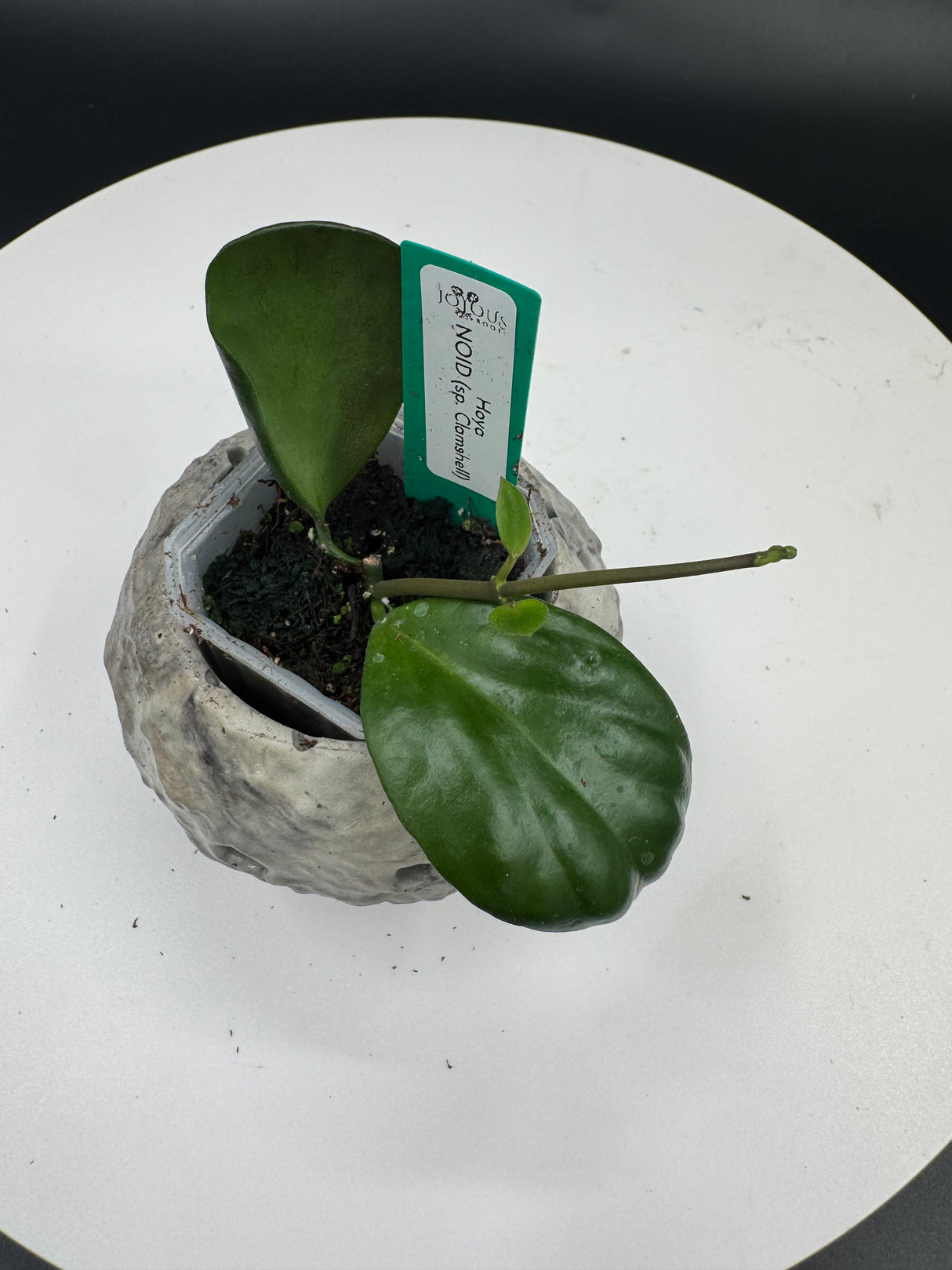 3 -  Hoya NOID (sp. Clamshell)