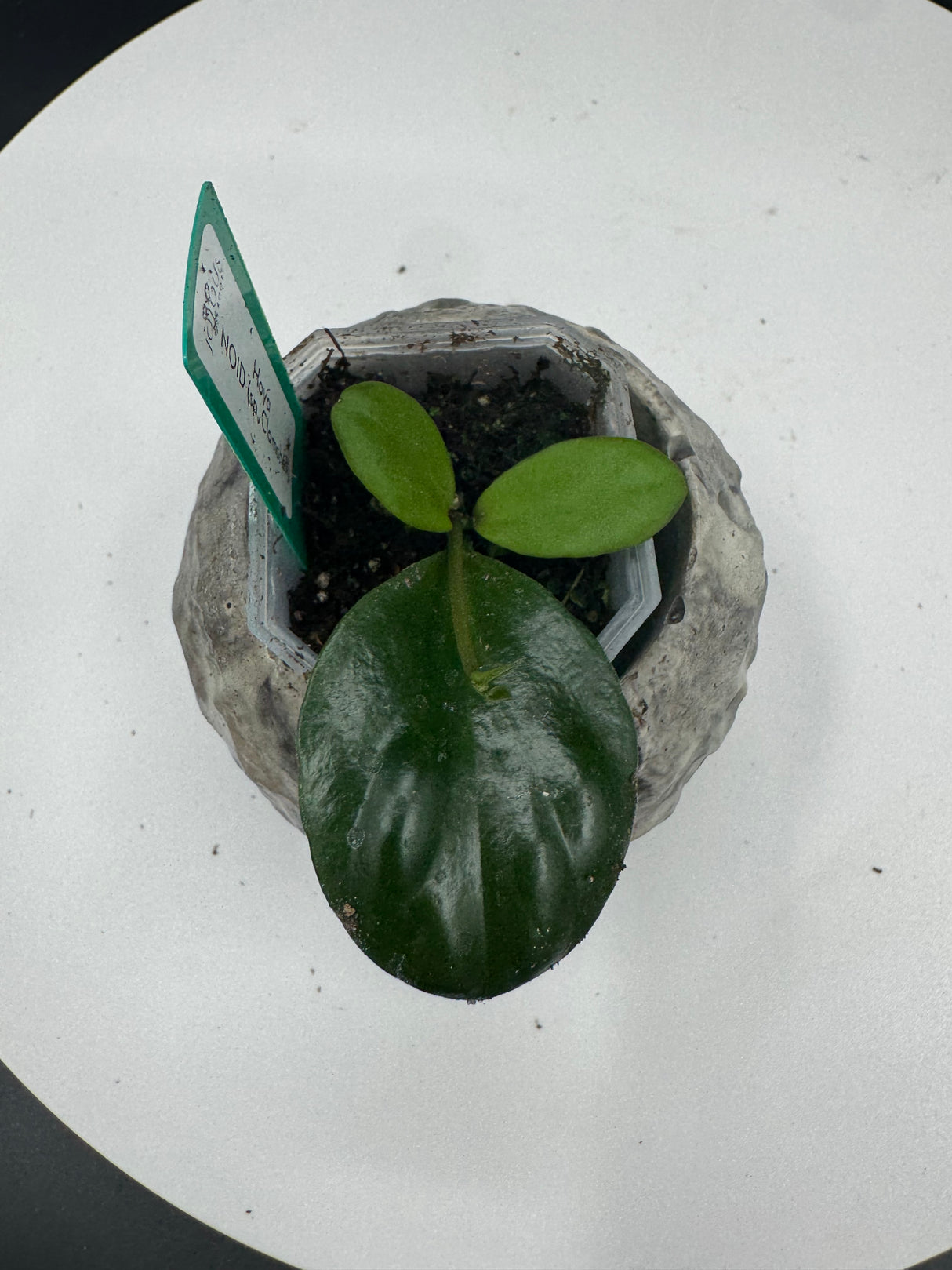 2 -  Hoya NOID (sp. Clamshell)