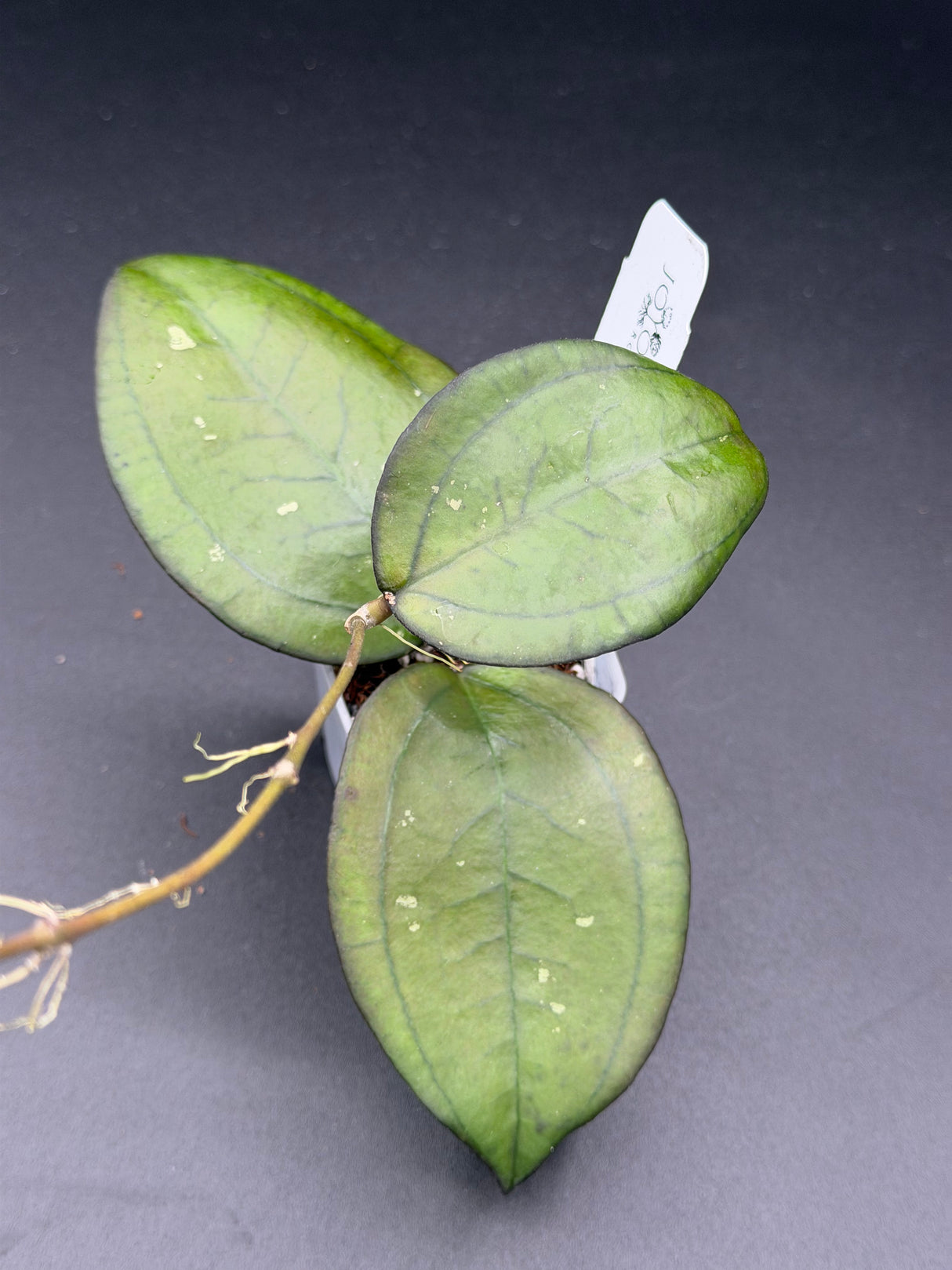 YMH012 (KSB01 x clem (aceh) NAPC seed 4) -WE-878