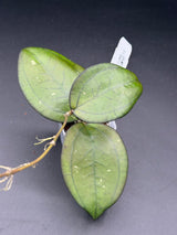 YMH012 (KSB01 x clem (aceh) NAPC seed 4) -WE-878