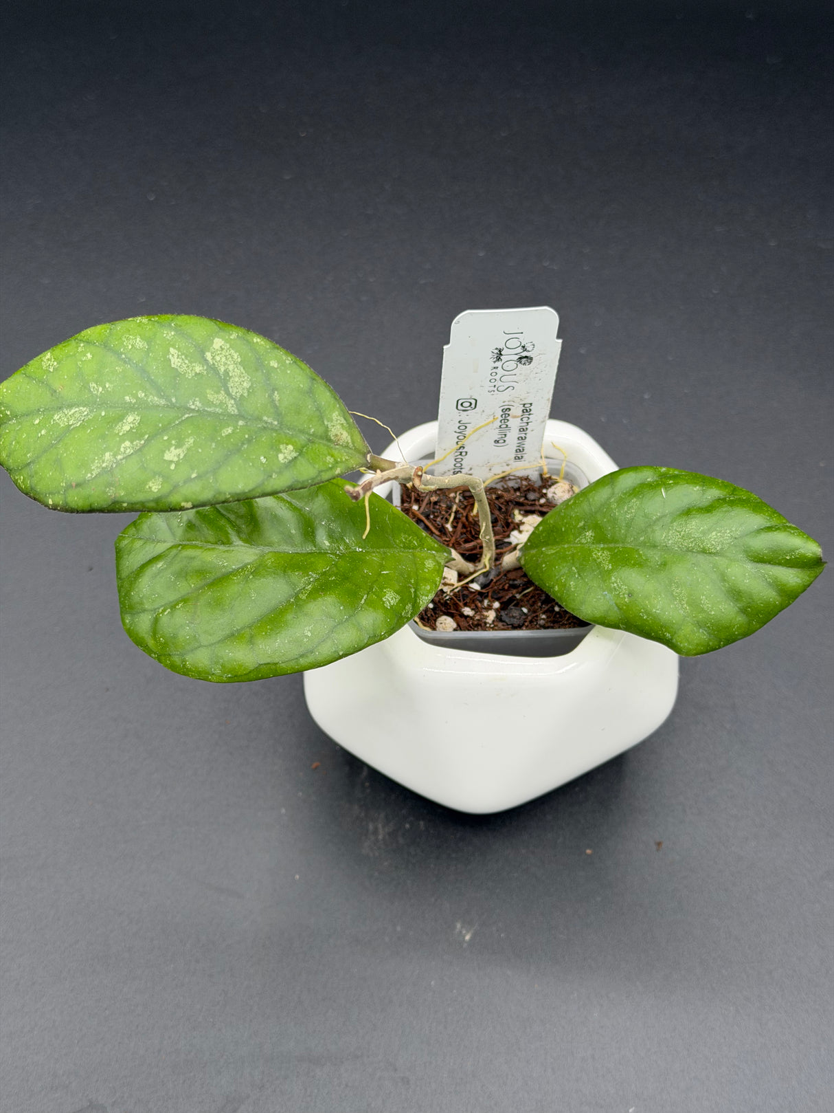 patcharawalai (seedling) -WE-861