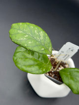 patcharawalai (seedling) -WE-861