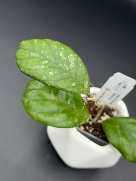 patcharawalai (seedling) -WE-861