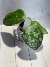 D-186 latifolia (MRH)