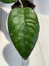 D-448 sp. Pungke Jaya NAPC117