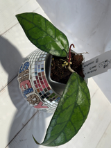 D-185 chunila xsp. UT158 (seed 5)