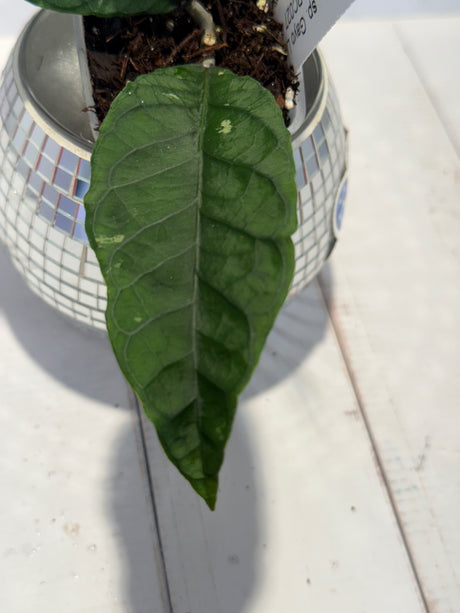 D-188 sp. Gayo Lues NAPC027