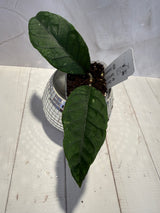 D-188 sp. Gayo Lues NAPC027