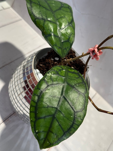 D-474 Callistophylla ’Vena’
