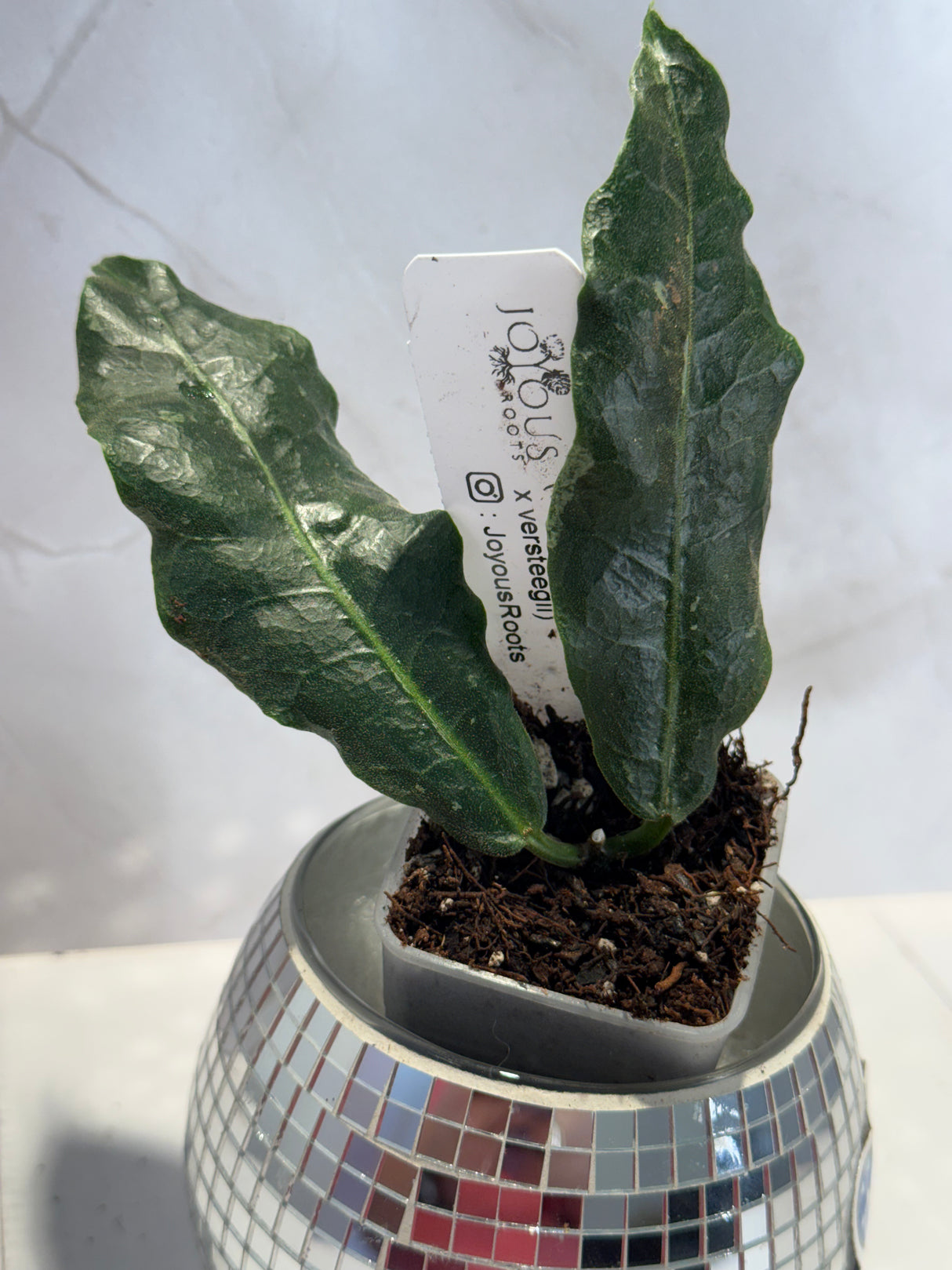 D-473 B2 ‘Srikandi’ NAPC-a (wallichii (red) x versteegii)