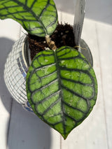 D-472 Callistophylla ’Chibi’