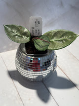 D-471 Lai Chau (silver)