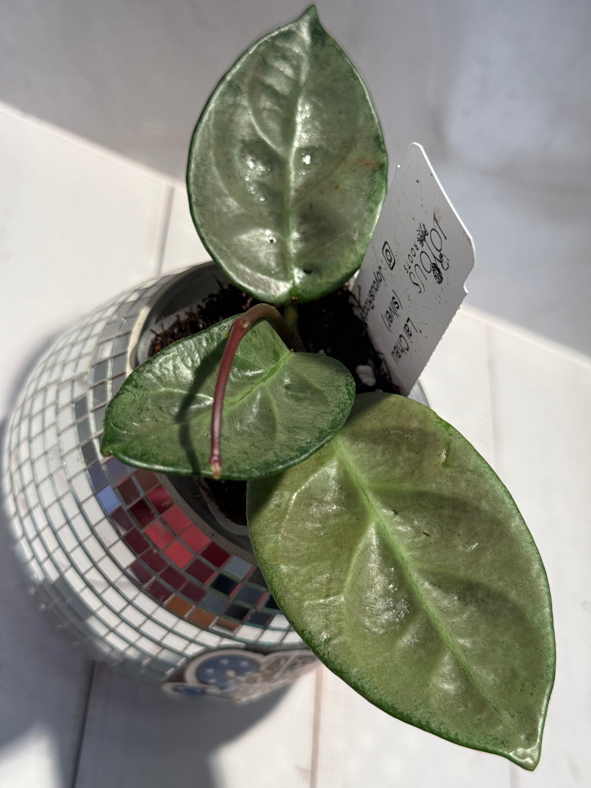 D-471 Lai Chau (silver)