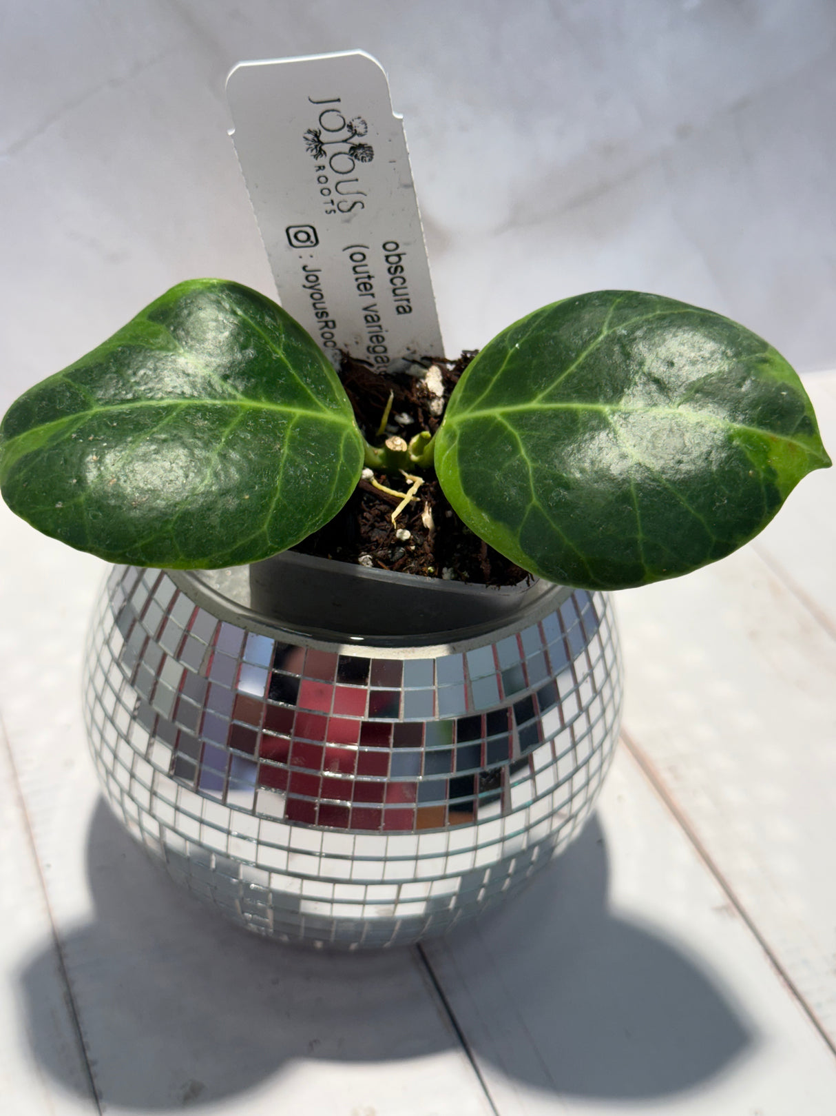D-470 obscura (outer variegated)