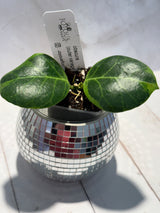 D-470 obscura (outer variegated)