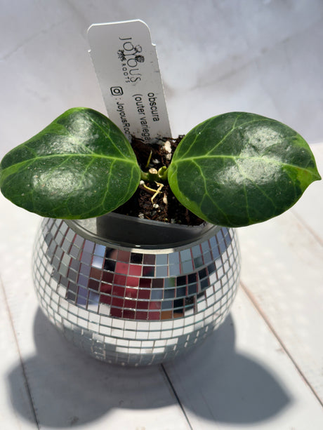 D-470 obscura (outer variegated)