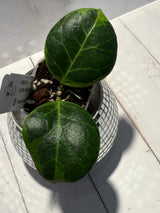 D-470 obscura (outer variegated)