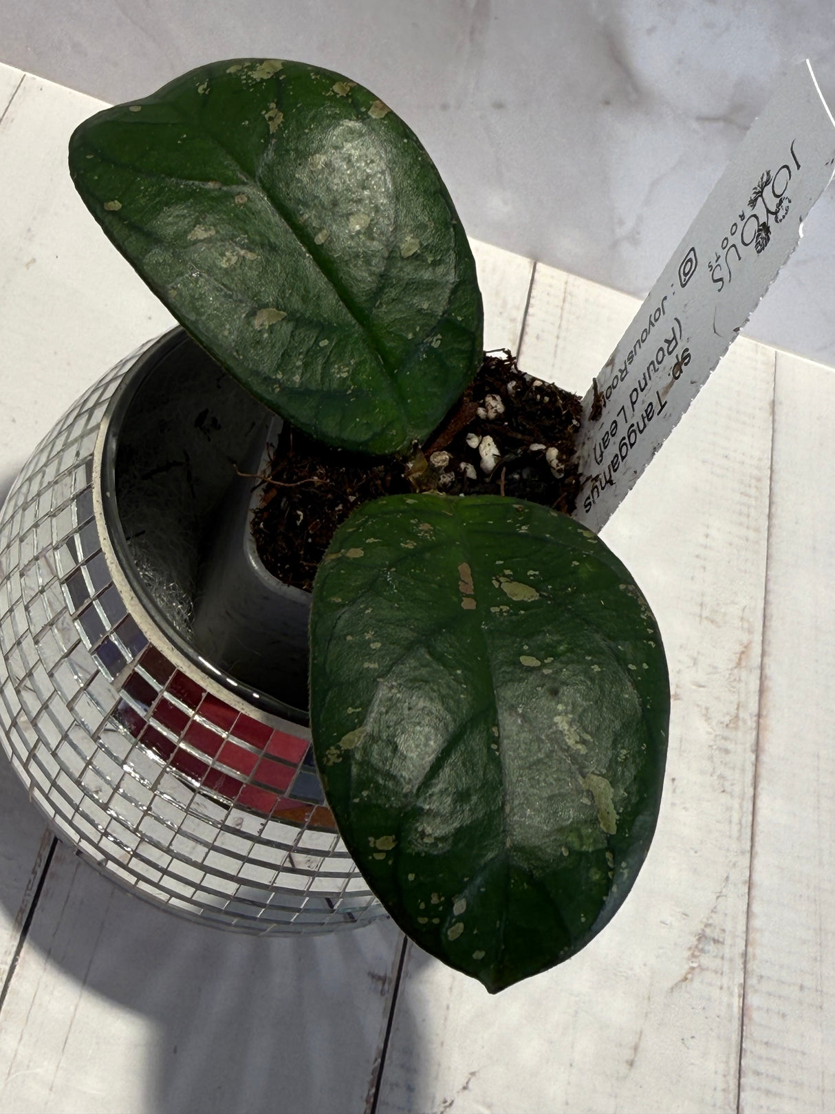 D-465 sp. Tanggamus (Round Leaf)