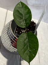 D-463 sp. Penosan NAPC147