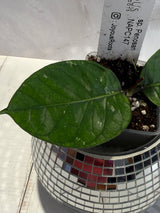 D-463 sp. Penosan NAPC147