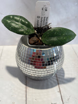 D-462 ‘Moon Stone’ RHM24131 (Swiffer’s Dream x UNK)