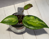 D-461 glabra (inner variegated)
