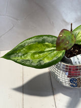 D-461 glabra (inner variegated)