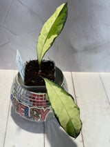 D-459 Crassipetiolata (variegated)