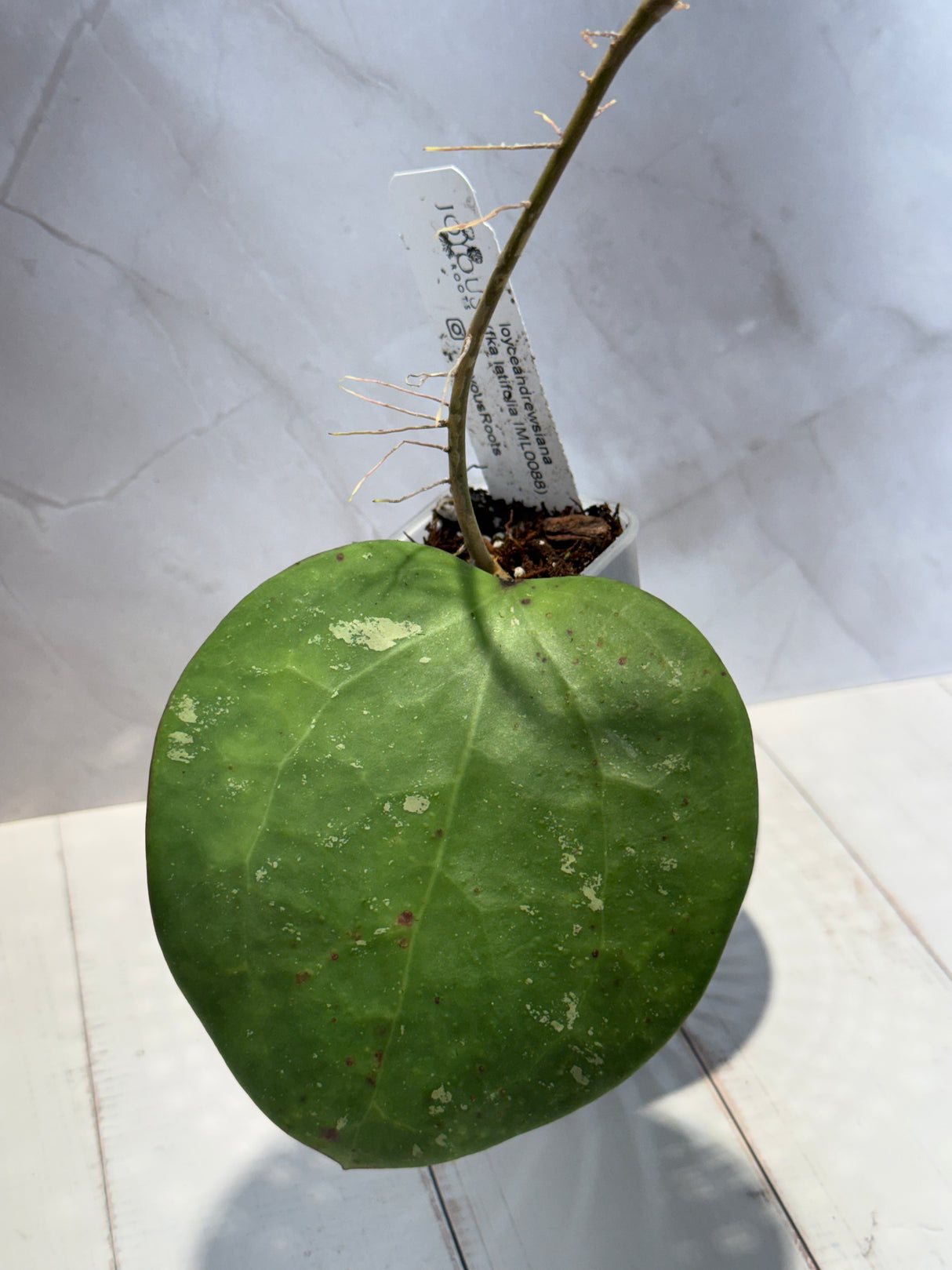D-458 loyceandrewsiana (FKA latifolia IML0088)
