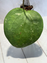 D-458 loyceandrewsiana (FKA latifolia IML0088)