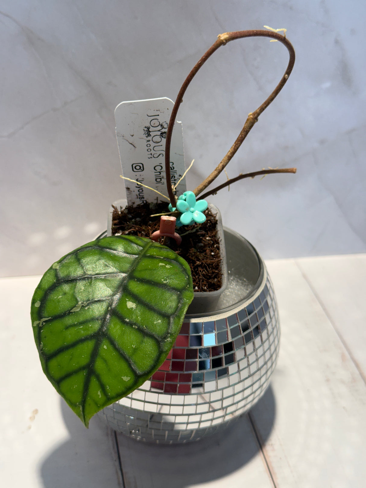 D-596 Callistophylla ‘Chibi’￼