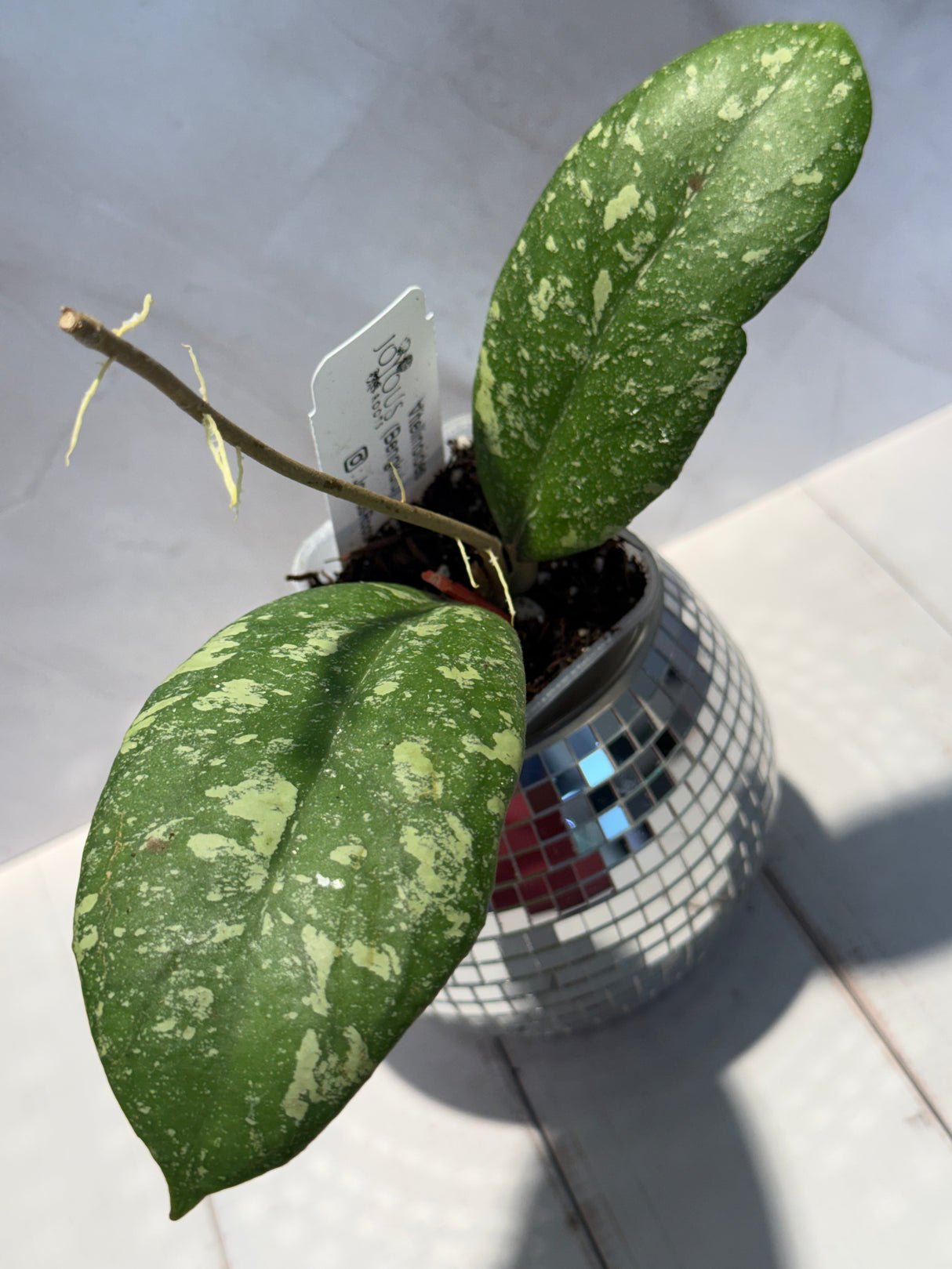 D-598 vitellinoides (Bengkulu)