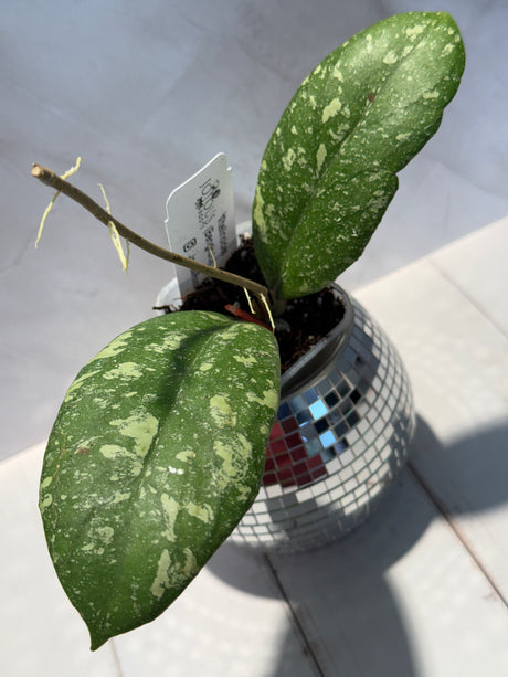 D-598 vitellinoides (Bengkulu)