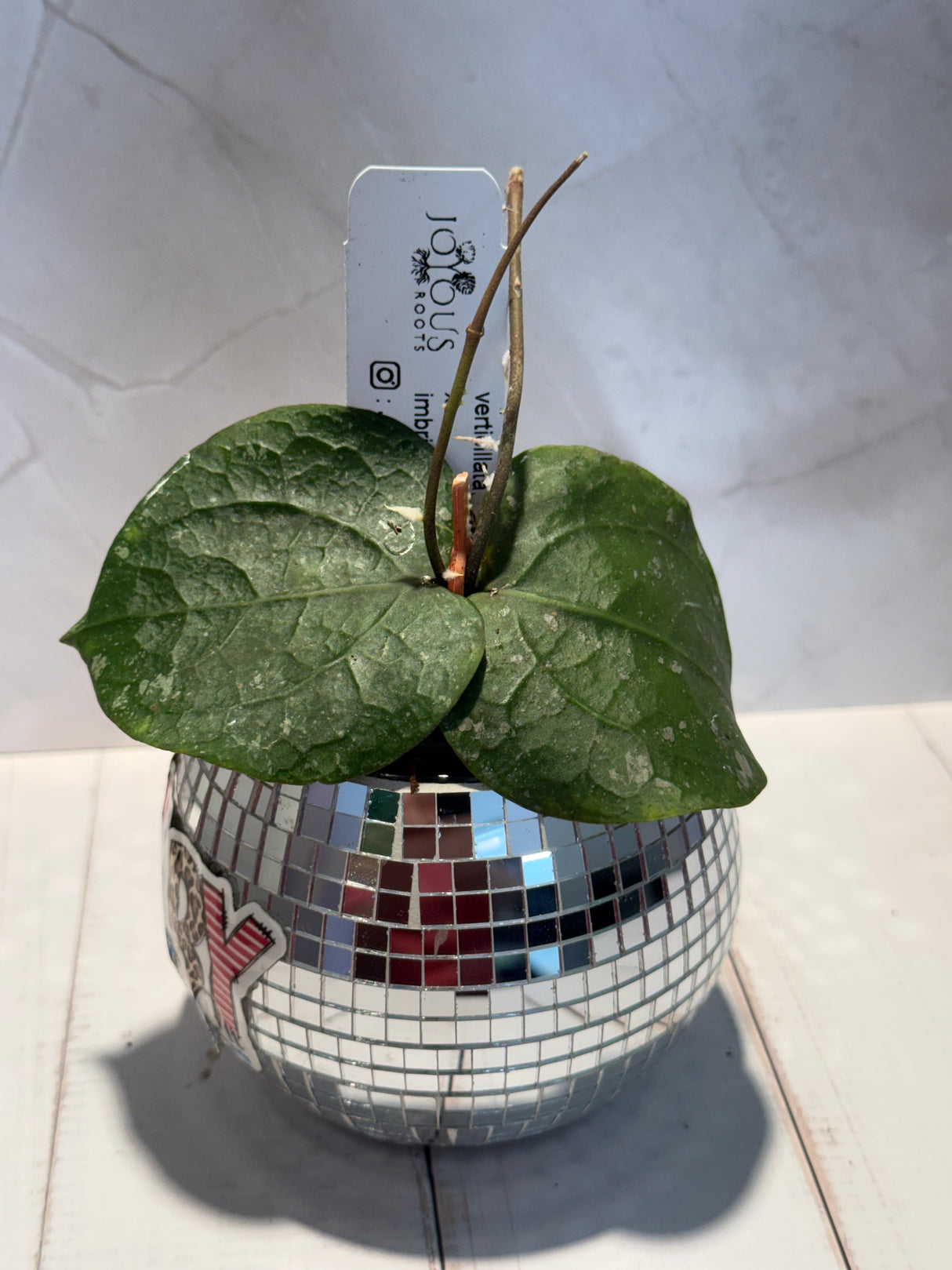 D-594 Verticillata x imbricata