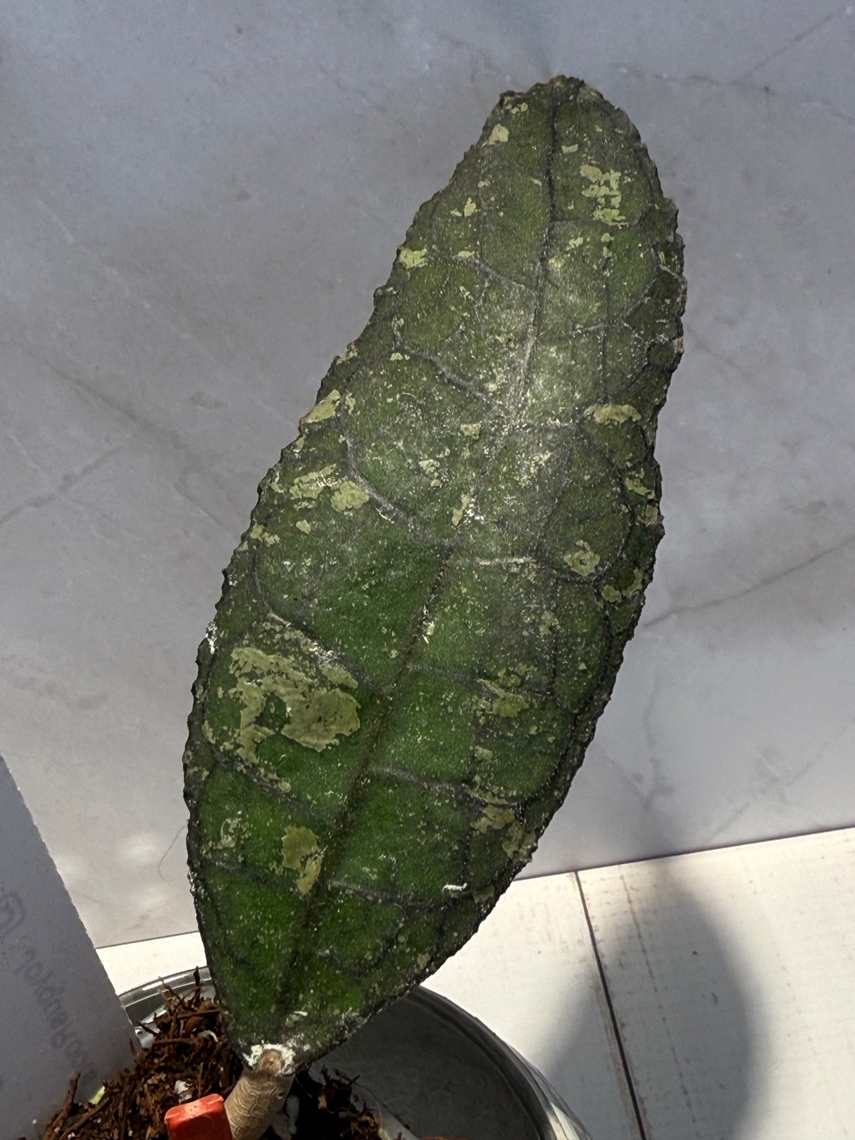 D-600 clemensiorum NAPC043