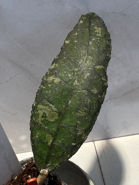 D-600 clemensiorum NAPC043