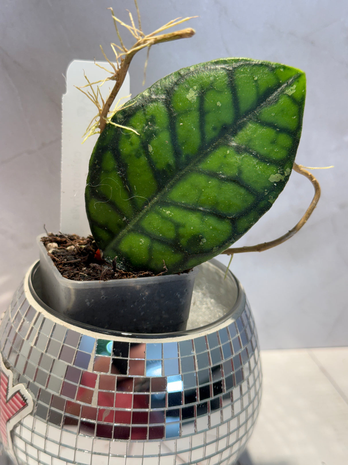 D-604 Callistophylla ‘Chibi’