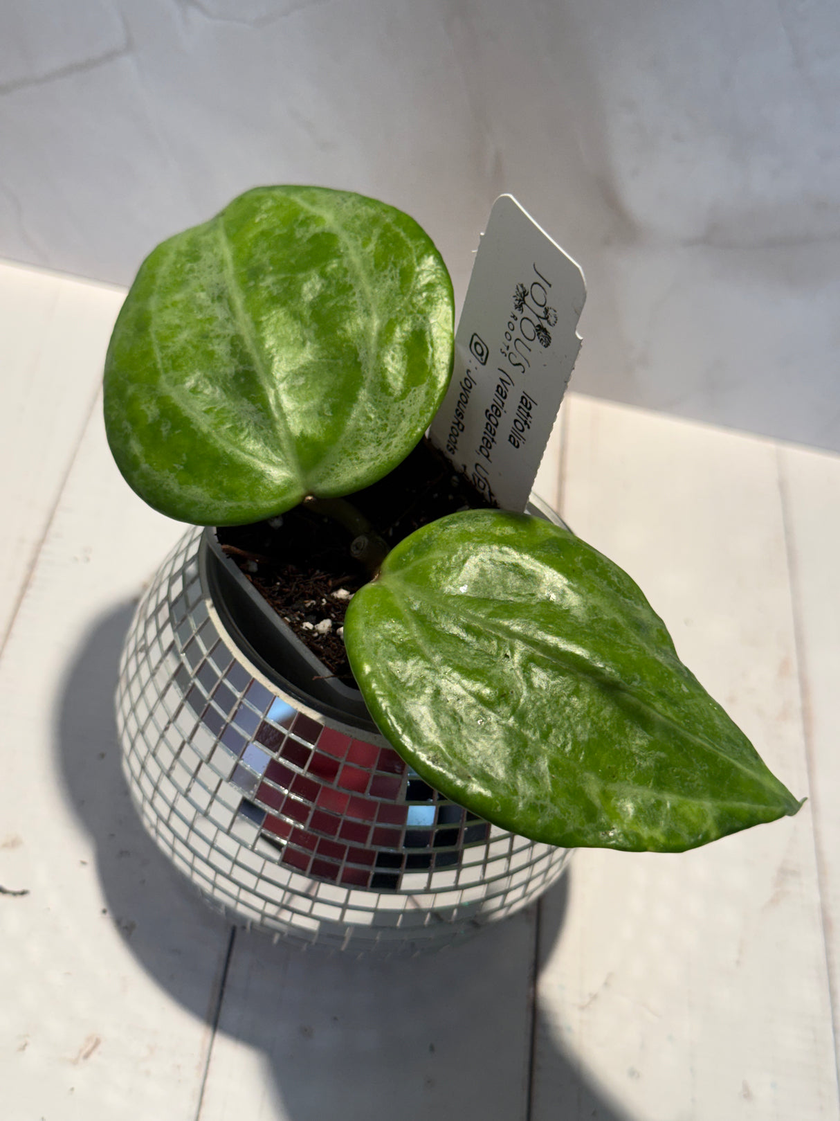 D-607 latifolia (variegated, UPT011)