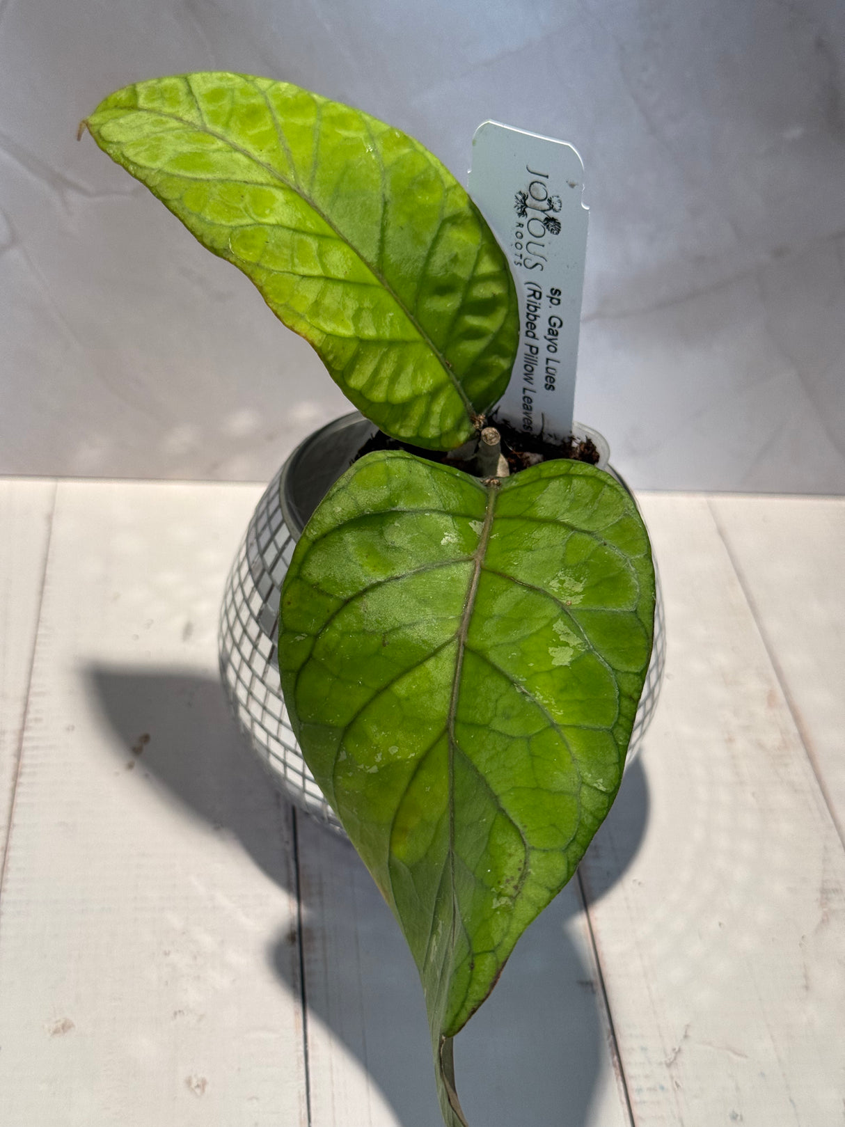 D-606 só. Gayo Lues (Ribbed Pillow Leaves)