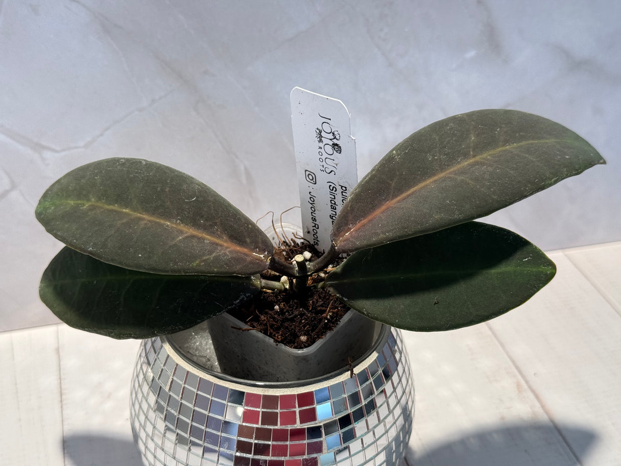 D-608 pulchra (Sindangan Peach)