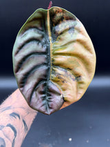 Alocasia Cuprea Latte