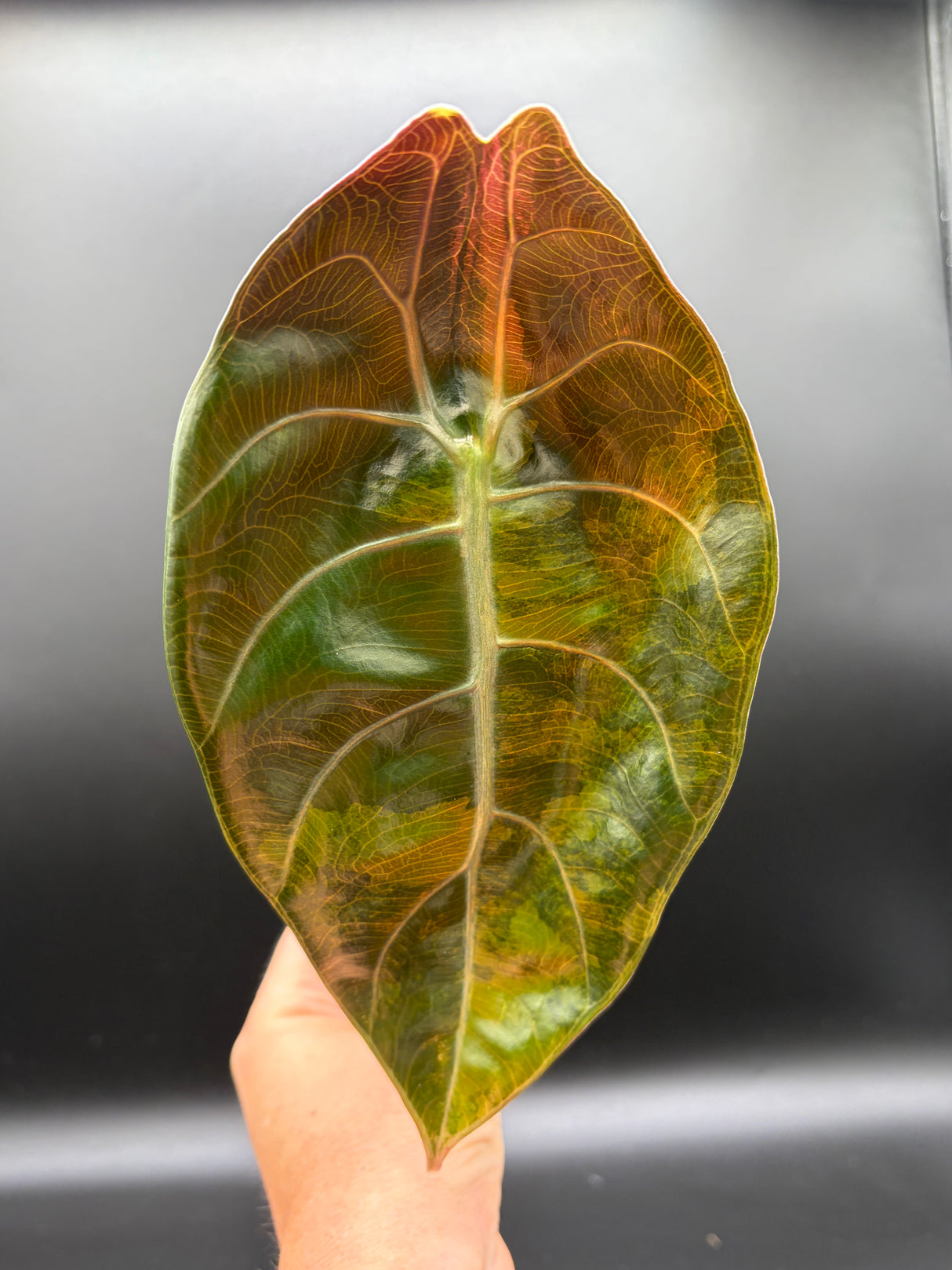 Alocasia Sendenii Golden Aurea - WF-968