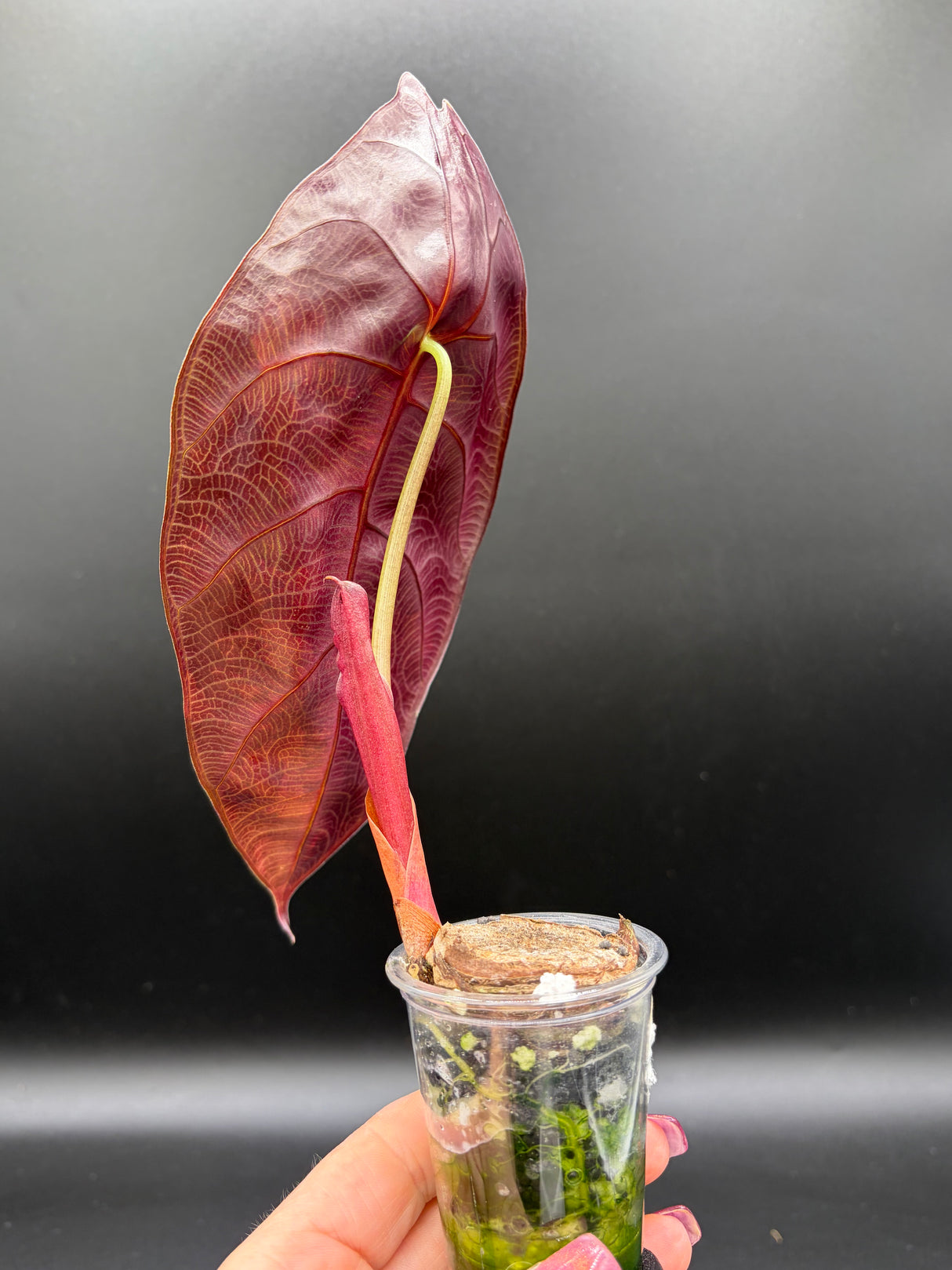 Alocasia Sendenii Golden Aurea - WF-968