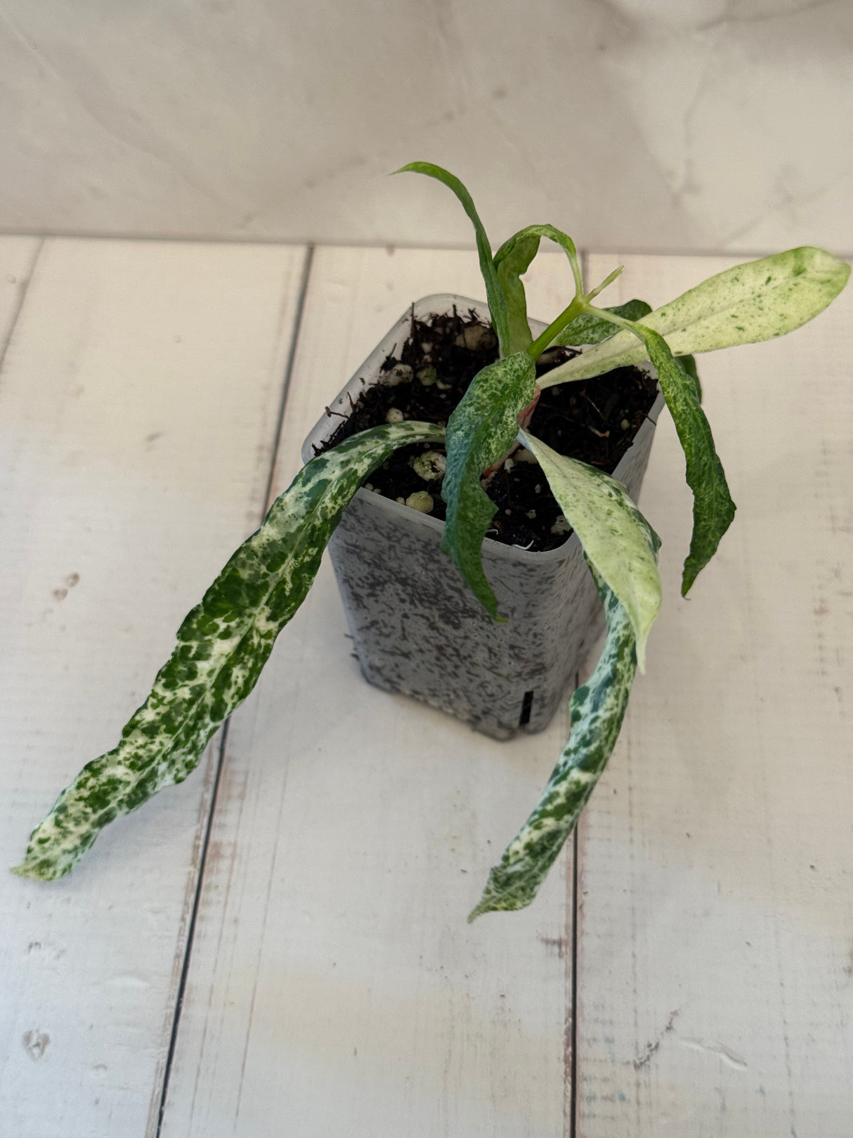 D-814 Multiflora ‘Lima’