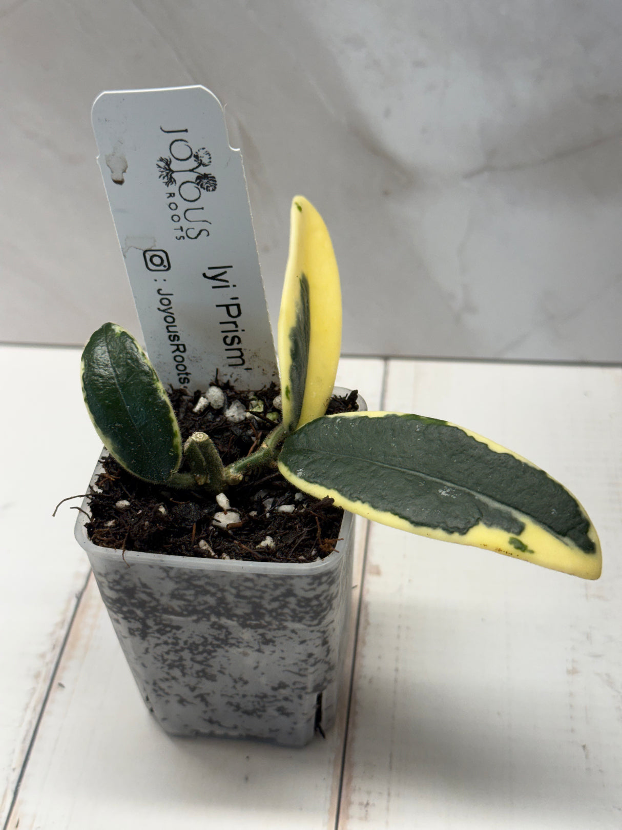 D-817 lyi ‘Prism’