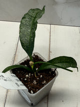 D-818 irisiae (silver)