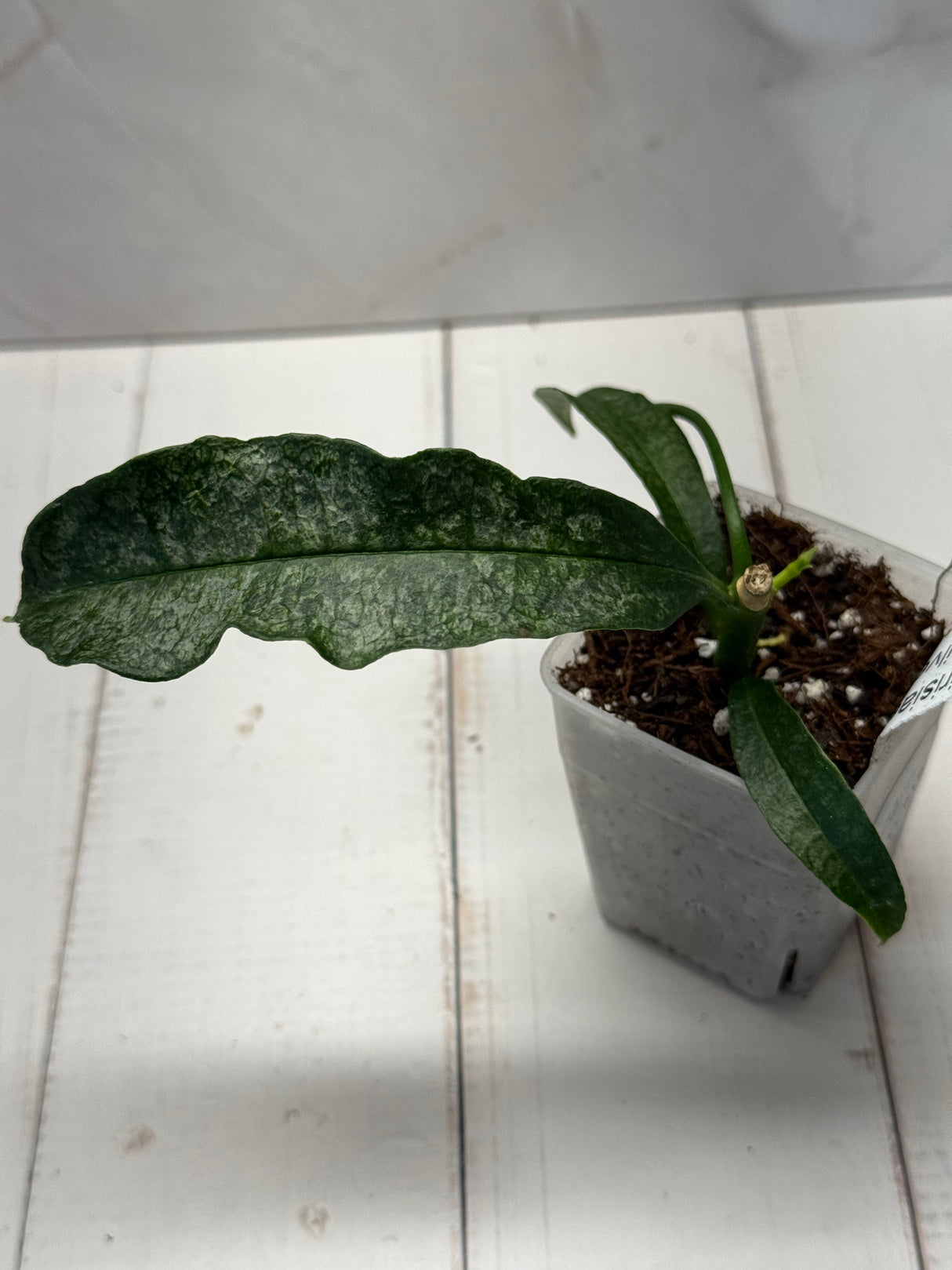D-818 irisiae (silver)