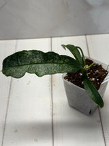 D-818 irisiae (silver)