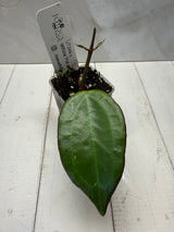 D-829 UT249 x latifolia ‘Pot of Gold’