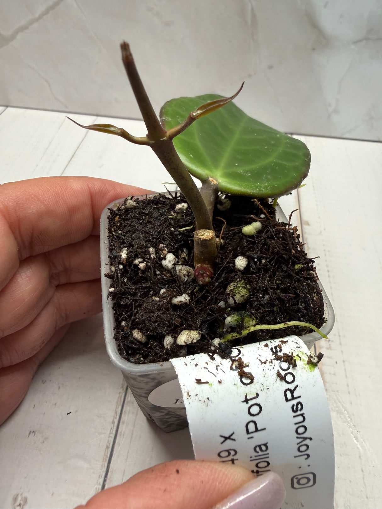 D-829 UT249 x latifolia ‘Pot of Gold’
